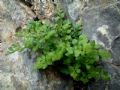 Asplenium ruta-muraria